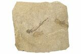Permian Amphibian (Branchiosaur) Fossil - Germany #264217-1
